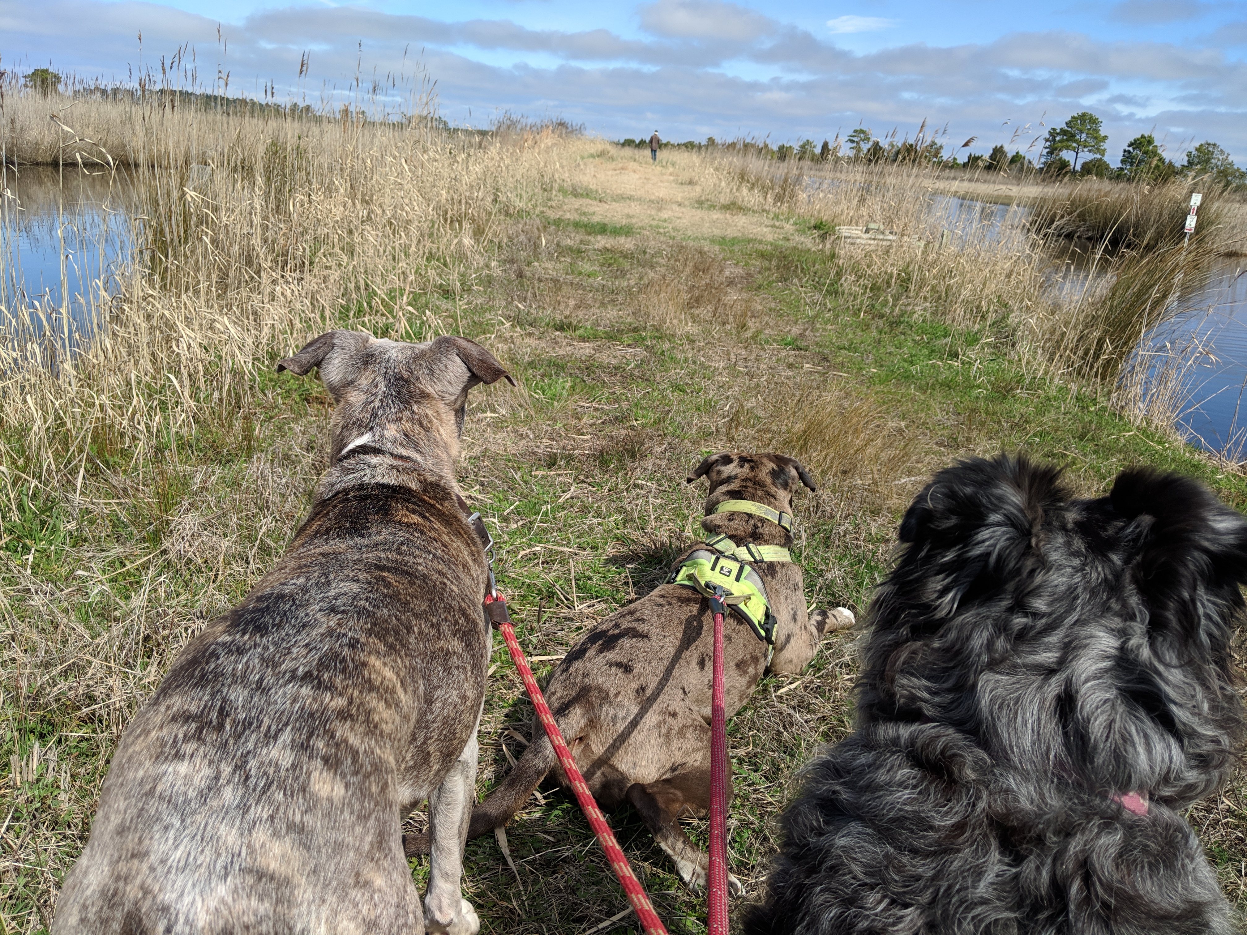 Dogs on leash, away from the migrating birds.