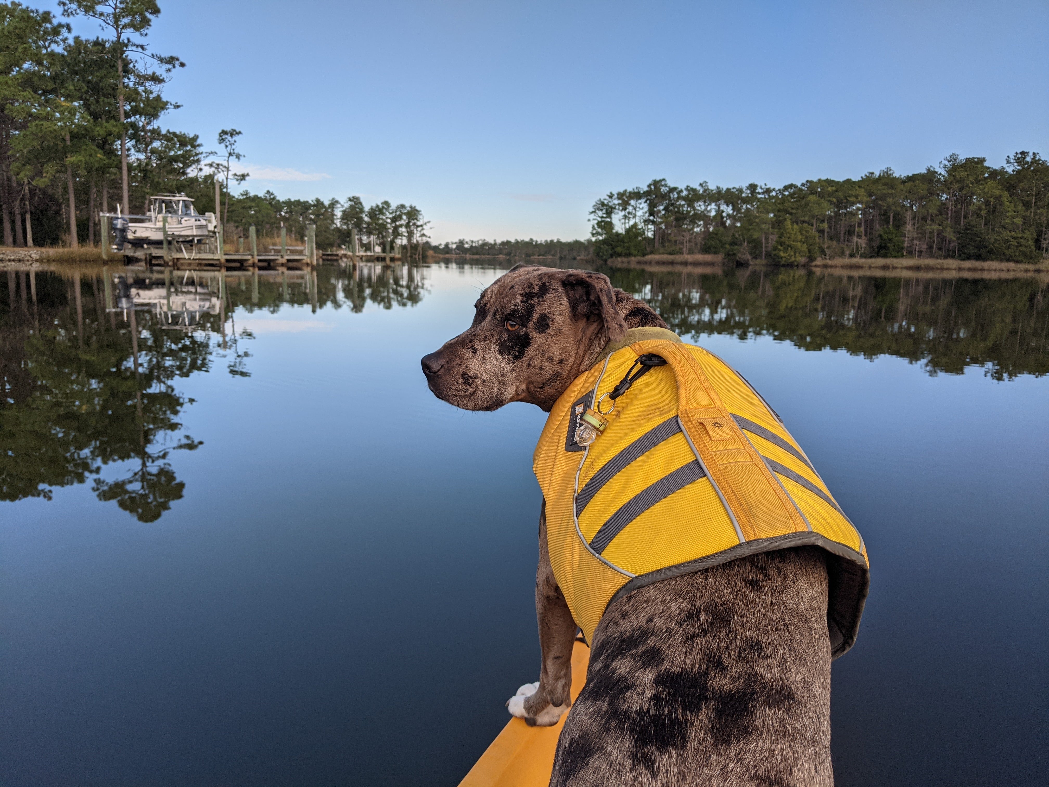 Dog in PFD in boat